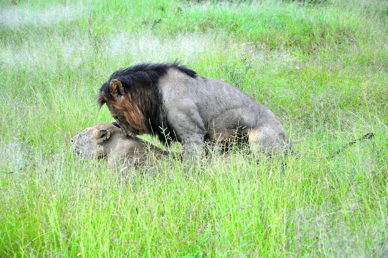 Melanie Heinrich - travel images - Lion Sands Private Game Reserve